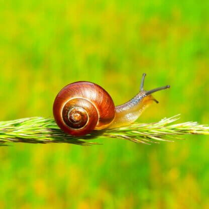 Image from Unsplash of a snail for the animals beauty routines article