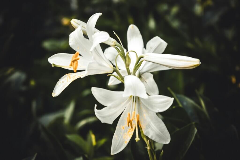 Image from Unsplash