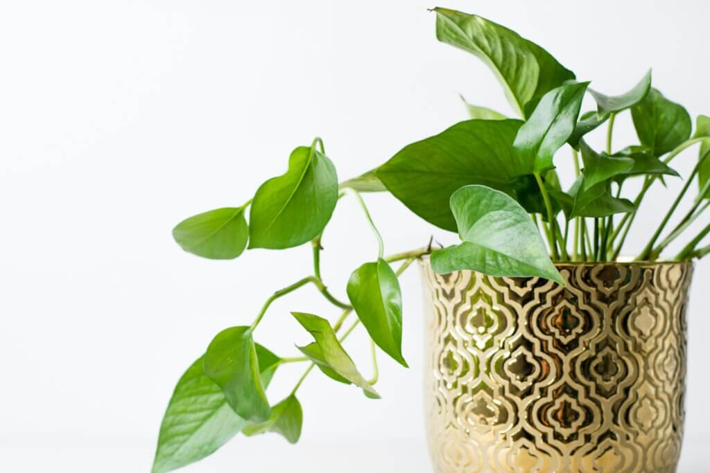 Image from Unsplash for the houseplants safe animals article