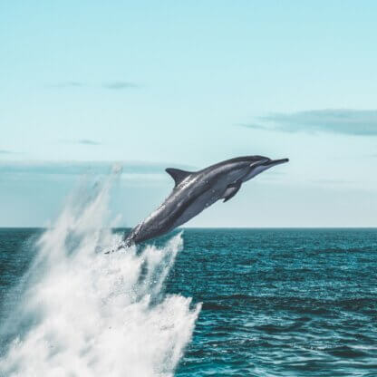 Image from Unsplash for the swim dolphins mission