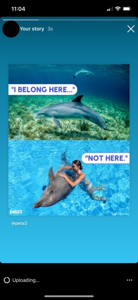 PETA-owned image for the swim with dolphins mission from Calvin M