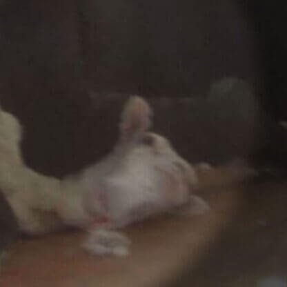 PETA-owned image for the 7th wool expose featured image