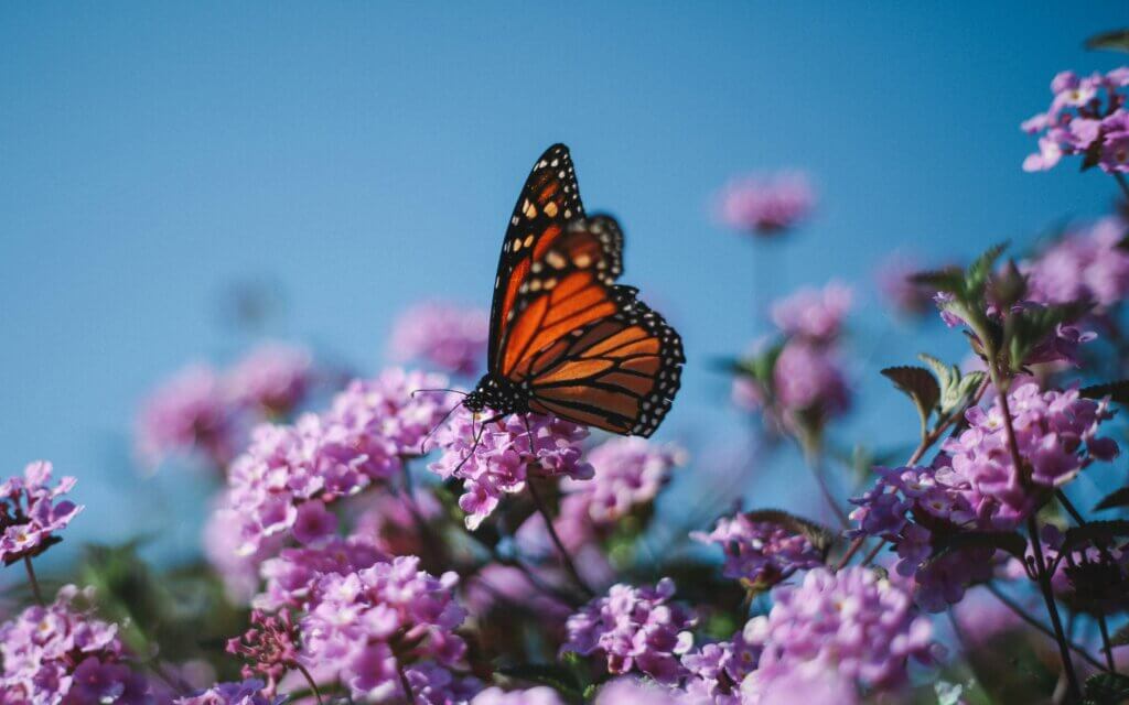 Image from Unsplash for the Gemini season article