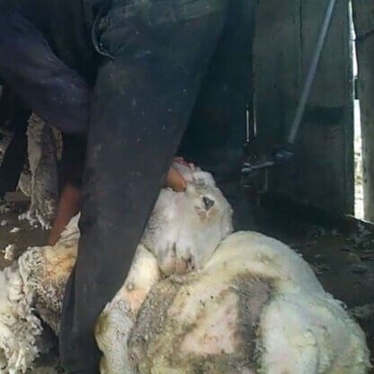 PETA-owned image for the Patagonia featured image