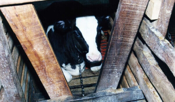 PETA-owned image for the baby animals article from https://www.peta.org/features/babies-killed-for-food/
