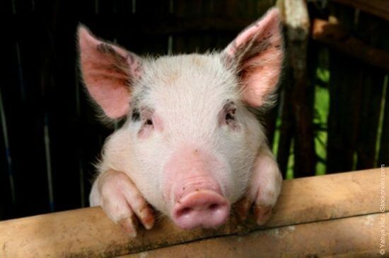 PETA-owned image for the baby animals article from https://www.peta2.com/lifestyle/happy-pigs-remind-us-why-we-care/