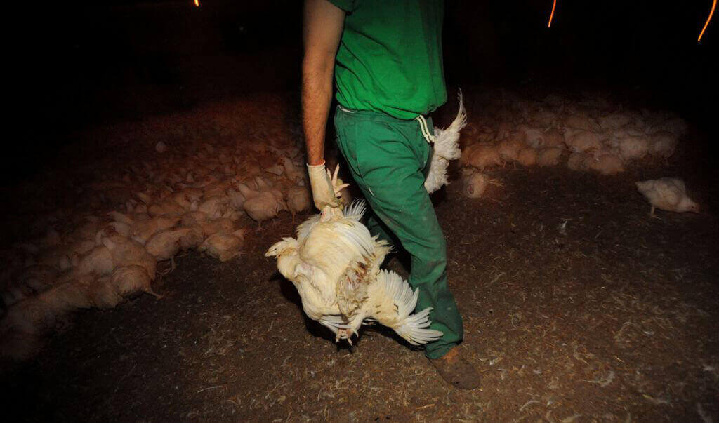 PETA-owned image for the baby animals article from https://www.peta.org/features/babies-killed-for-food/