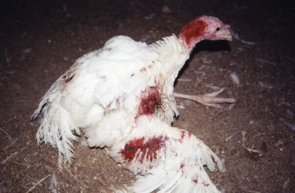 PETA-owned image for the baby animals article from https://www.peta.org/features/babies-killed-for-food/