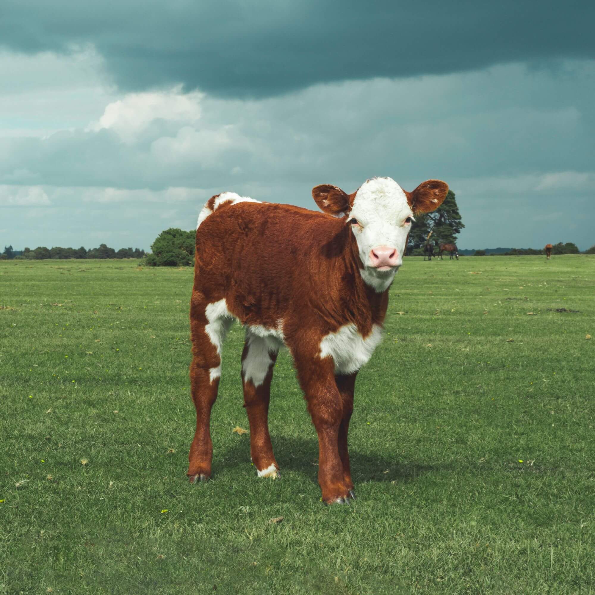 meat usually comes from baby animals | peta2