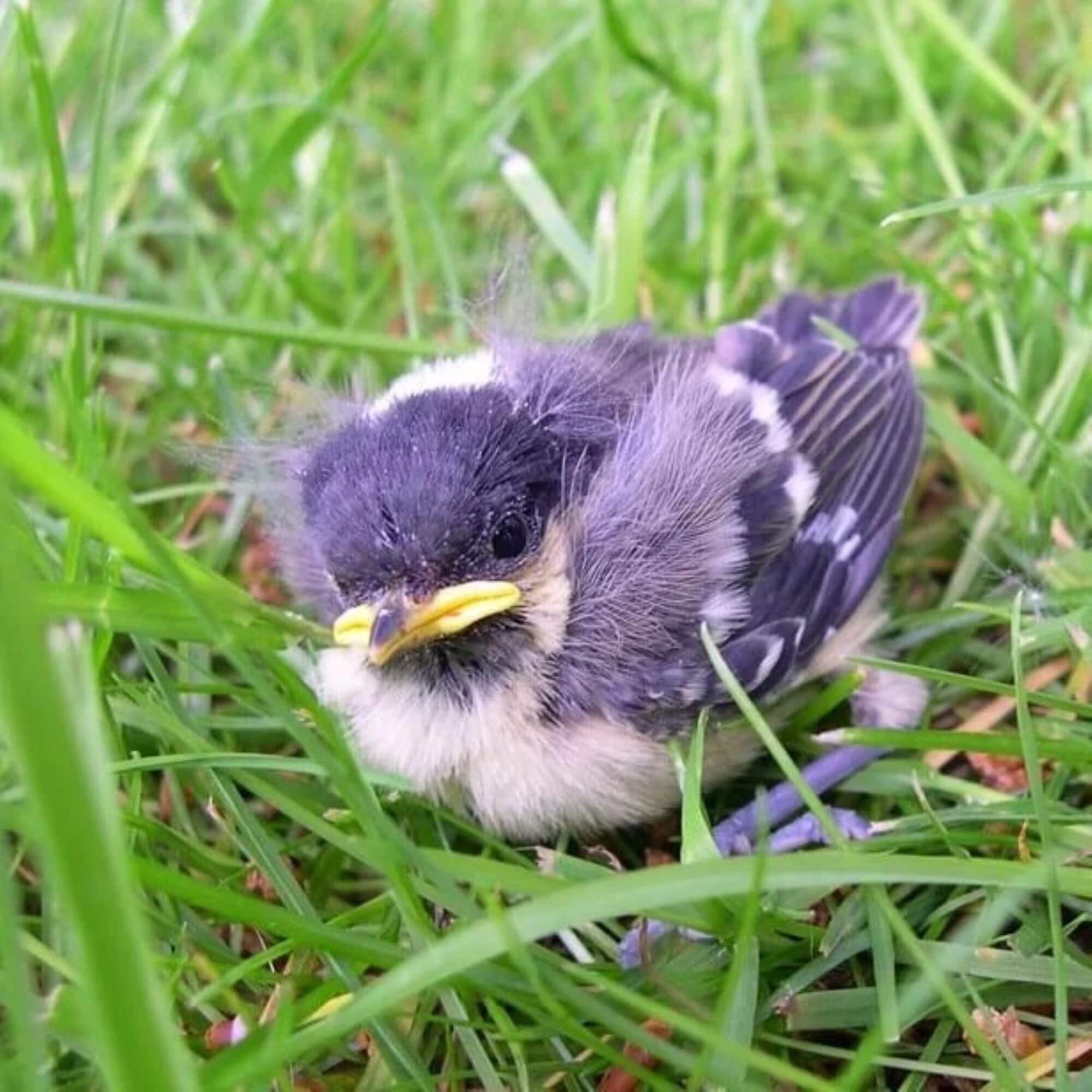 mission-how-to-help-baby-birds-peta2