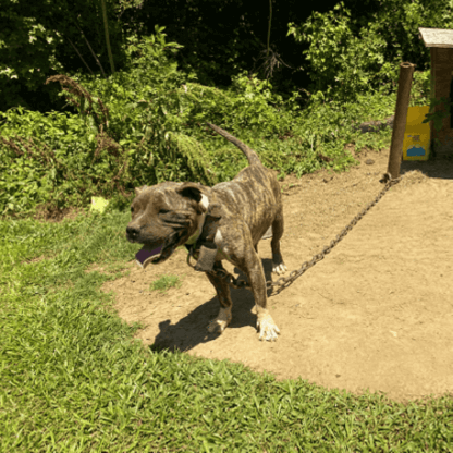 PETA-owned image for the backyard dogs mission featured