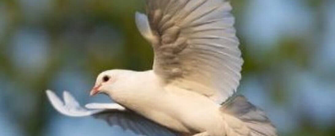 Stock image for the dove release image