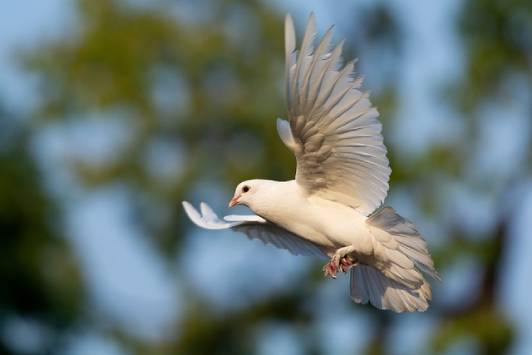 Stock image for the dove release image