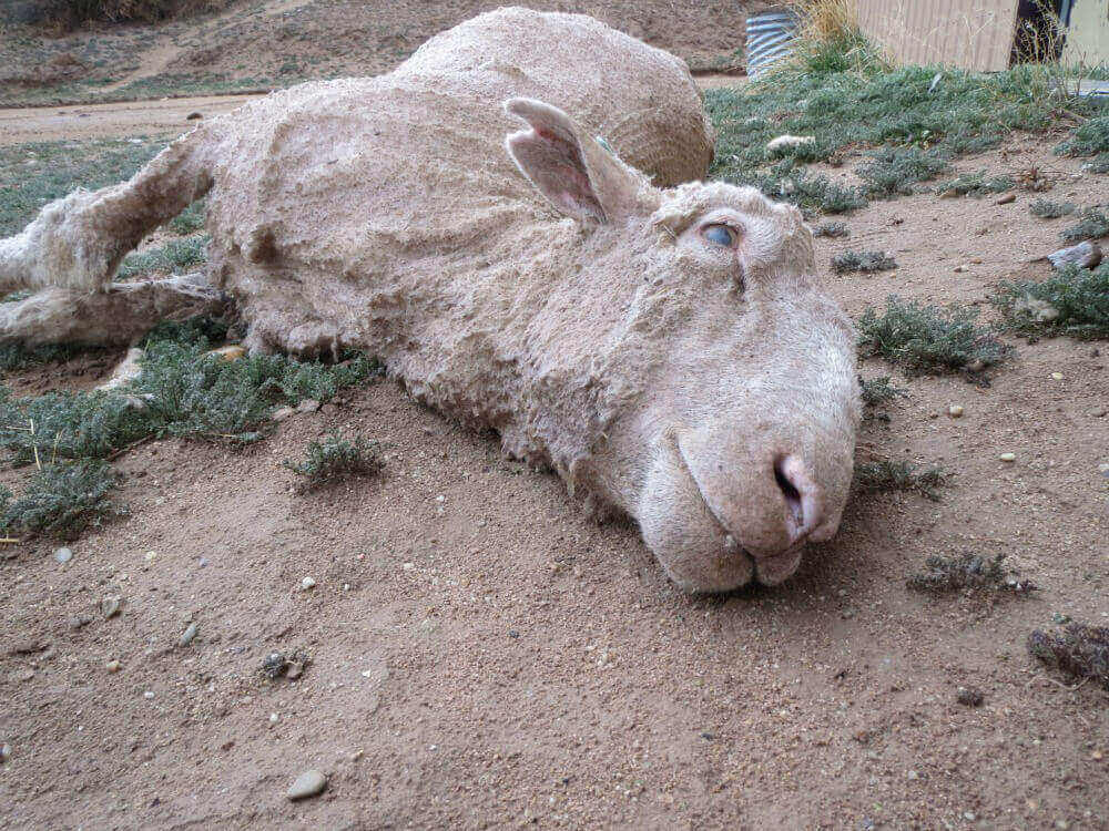 PETA-owned image from https://www.peta.org/features/wool/ for the lanolin article