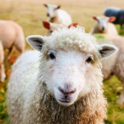 PETA-owned image from https://www.peta.org/features/wool/ for the lanolin article