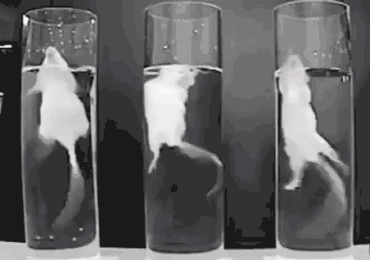 PETA-owned gif for the mental health animals article