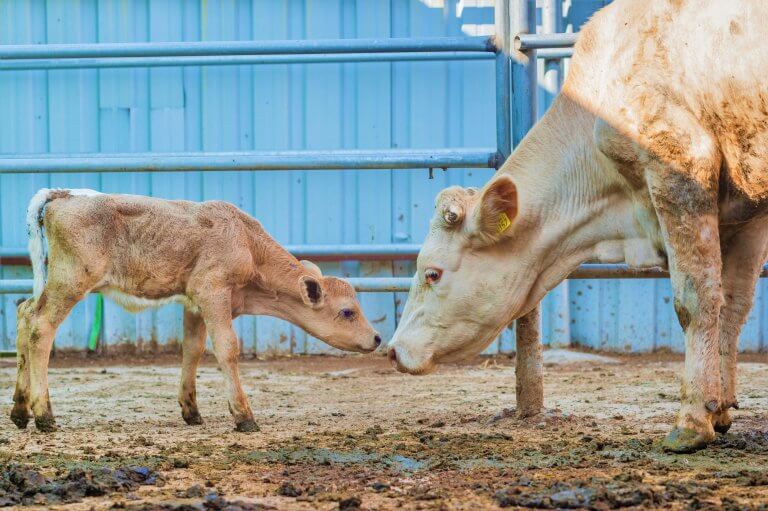 PETA-owned image for the sustainable animal agriculture article from https://www.peta.org/features/is-regenerative-agriculture-humane-and-sustainable/