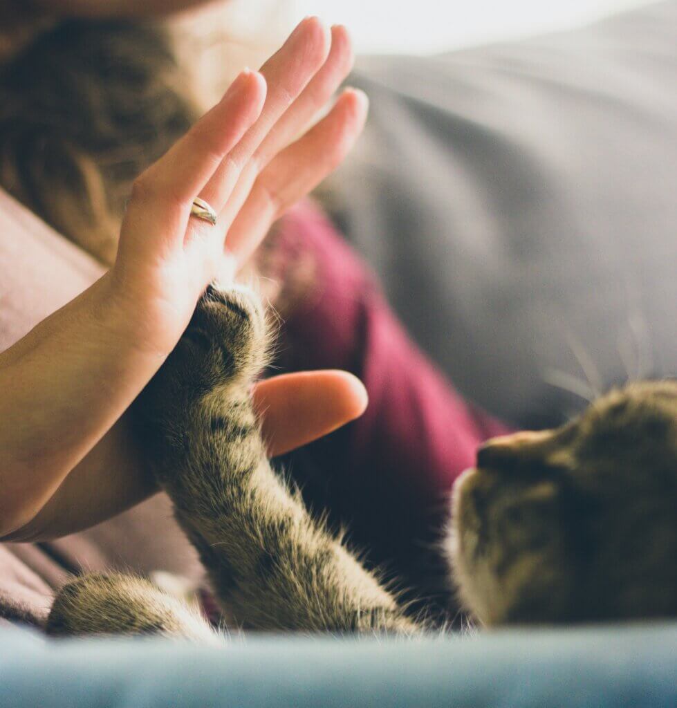 Image from Unsplash for the Cancer season article