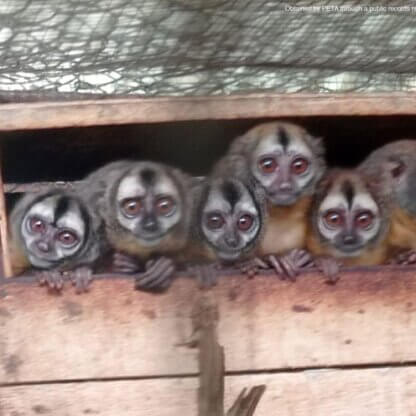 PETA-owned image for the Colombian laboratory mission from https://www.petaav.com/4broadcast/colombia-fidic-photos/images/fidic-2-monkeys-in-wood-nest-inside-enclosure.html