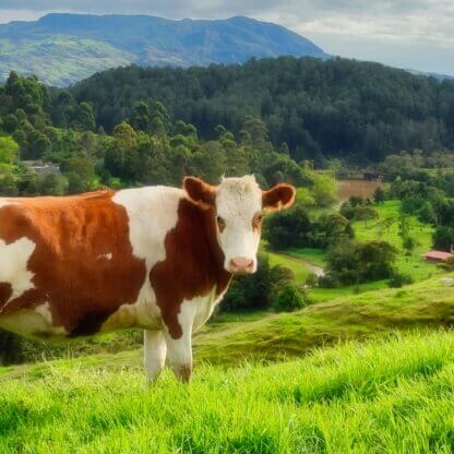 Image from Unsplash for the bereal cows article