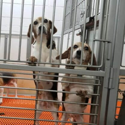 PETA-owned image for the dogs factory farmed featured image from https://investigations.peta.org/dog-beagle-breeding-mill-envigo/