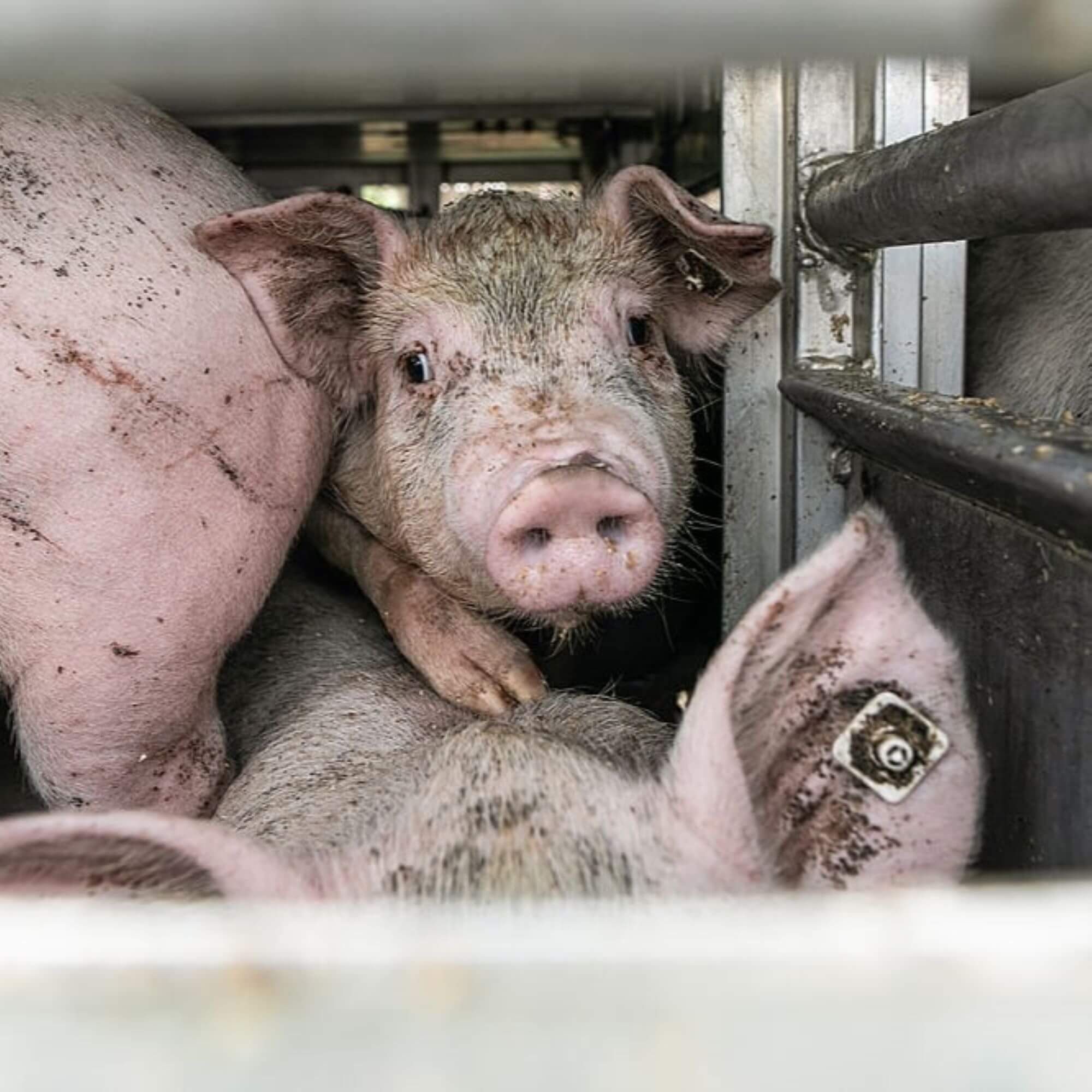 Image from We Are Animals for the FFA featured image