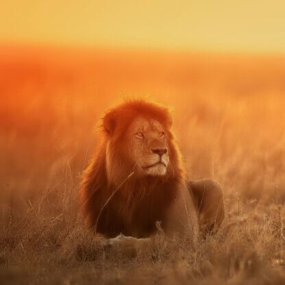Image from Unsplash for the animals freedom featured image