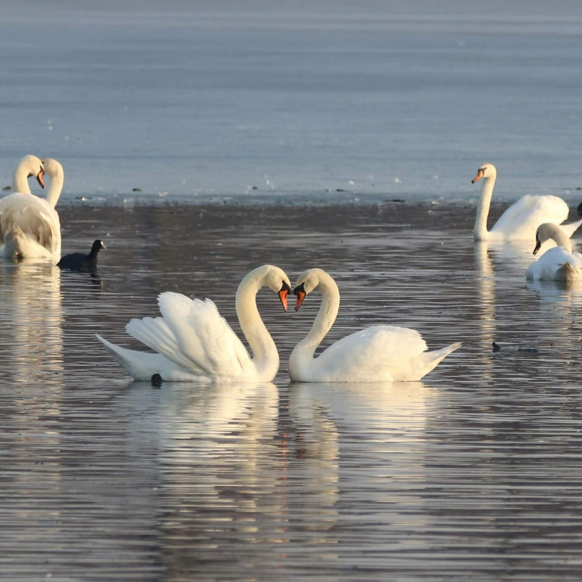 donate-your-old-fur-coat-to-peta-peta2