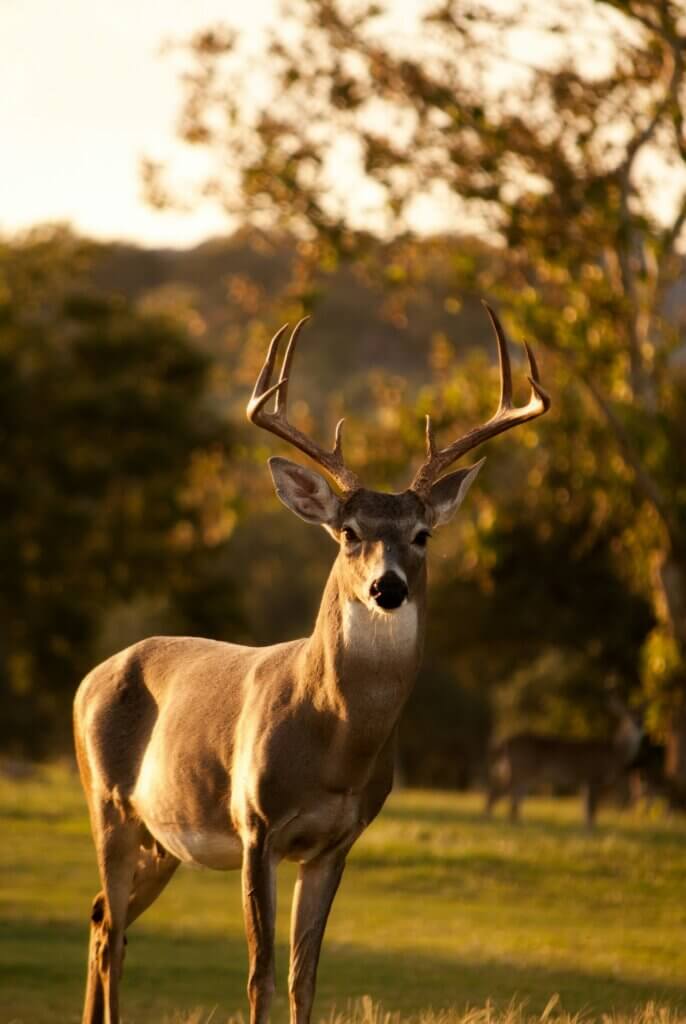 Image from Unsplash for the hunting leaflets mission
