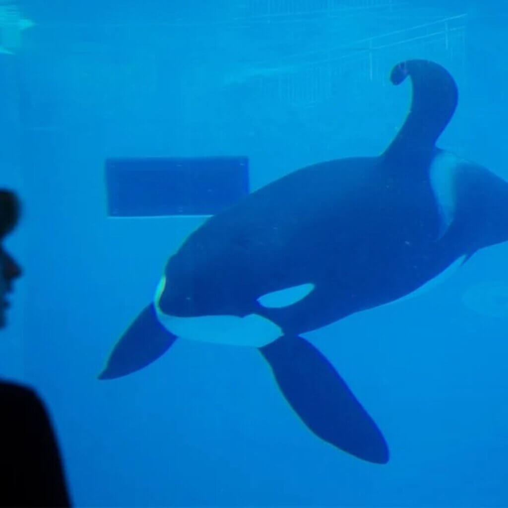 PETA-owned image for the postcards SeaWorld mission