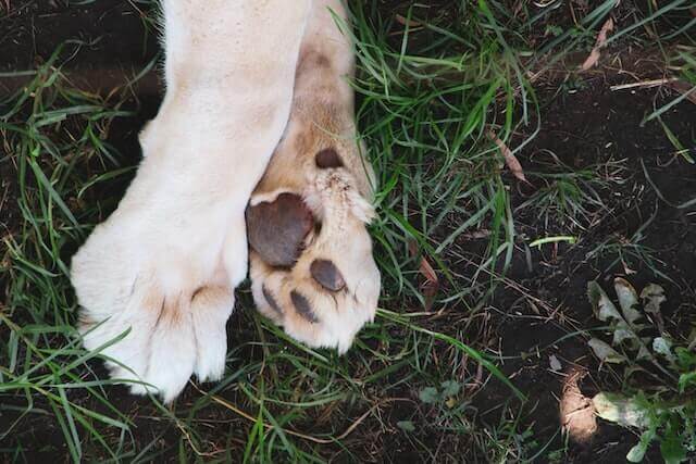PETA-owned image for the pup beat heat article
