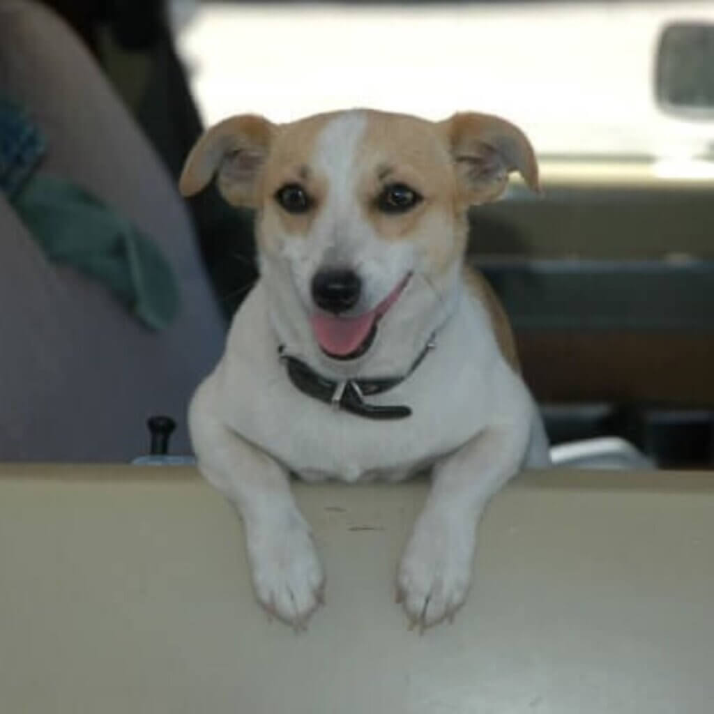PETA-owned image for the pup beat heat article