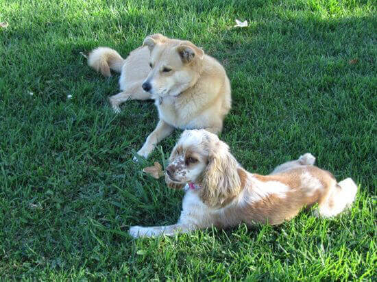 PETA-owned image for the pup beat heat article