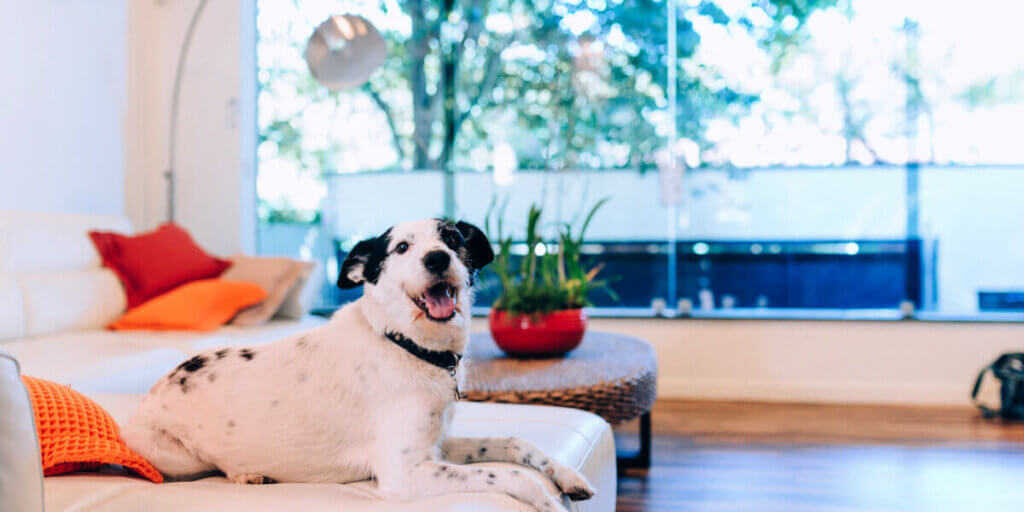 iStock image for the pup beat heat article