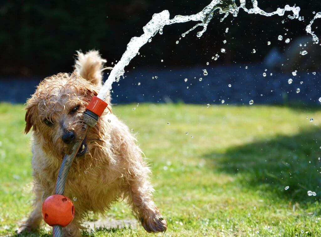 PETA-owned image for the pup beat heat article