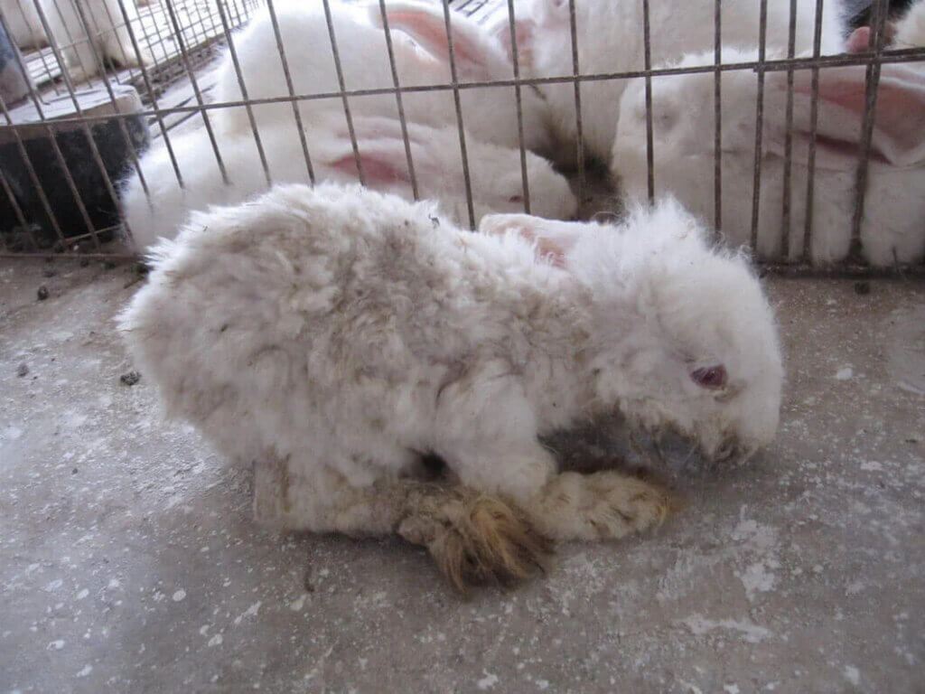 PETA-owned image for the running animals article