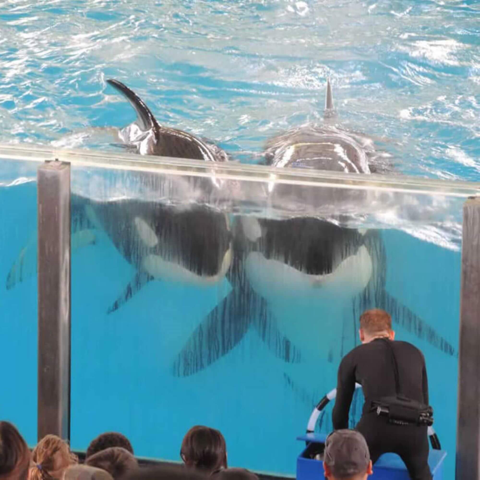 PETA-owned image for the worst birthday ever mission