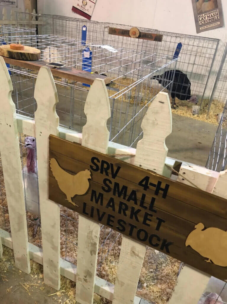 PETA-owned image for the animal attractions fairs article