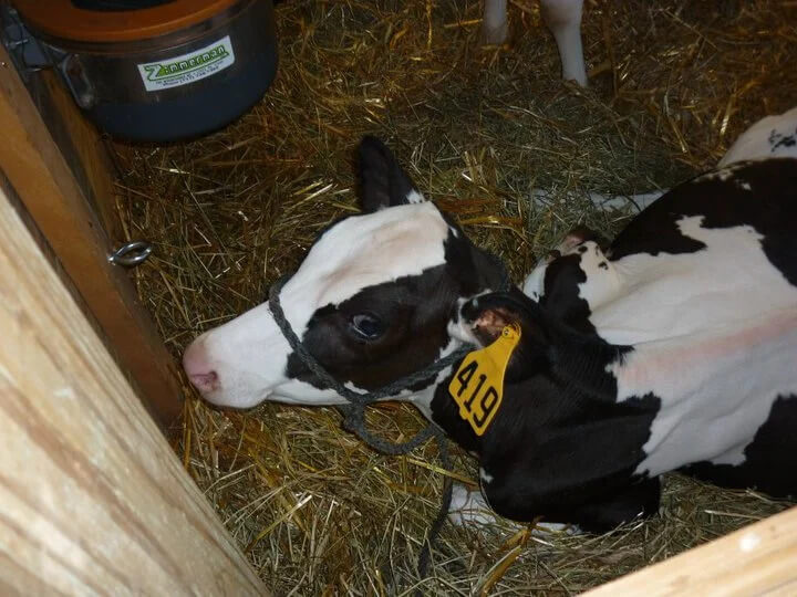 PETA-owned image for the animal attractions fairs article