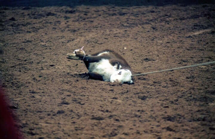 PETA-owned image for the animal attractions fairs article