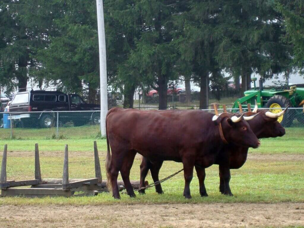 PETA-owned image for the animal attractions fairs article