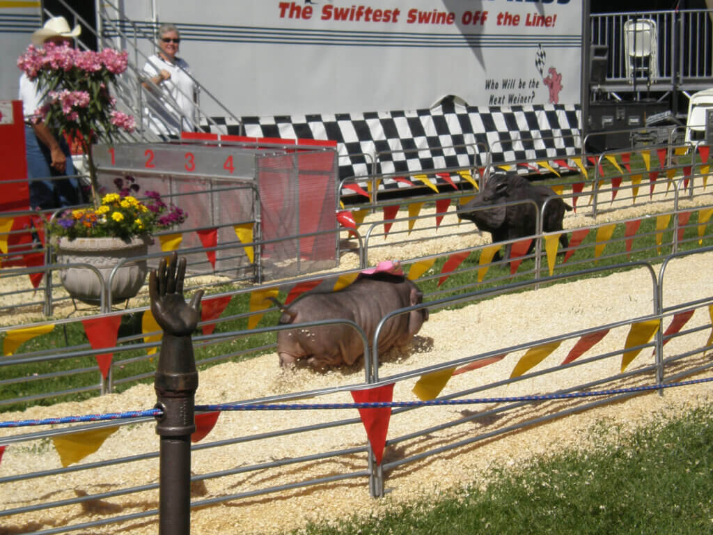 PETA-owned image for the animal attractions fairs article