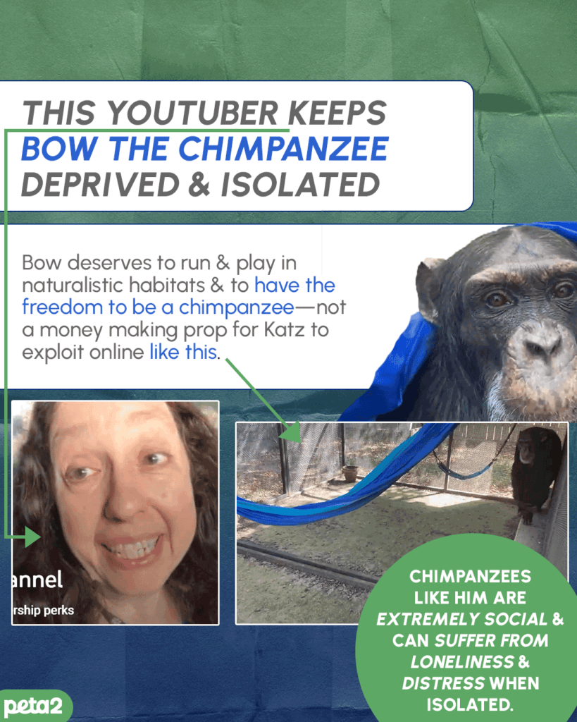 PETA-owned image for the chimpanzees article