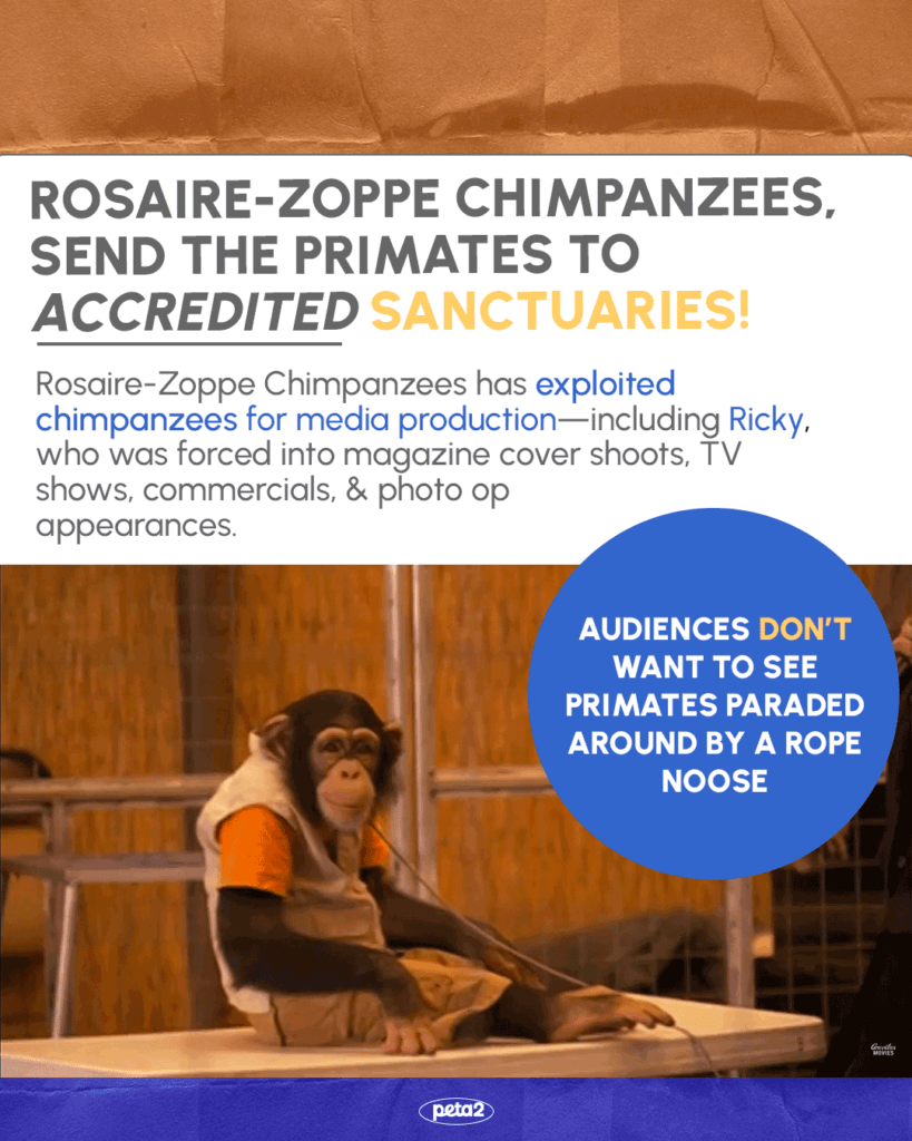PETA-owned image for the chimpanzees article