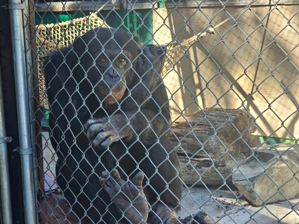 PETA-owned image for the chimpanzees article