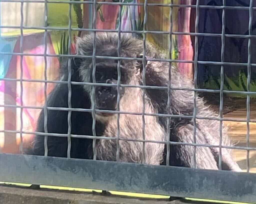 PETA-owned image for the chimpanzees article