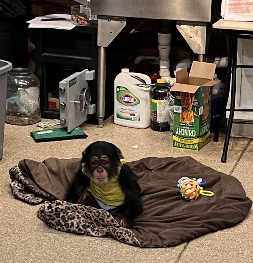 PETA-owned image for the chimpanzees article