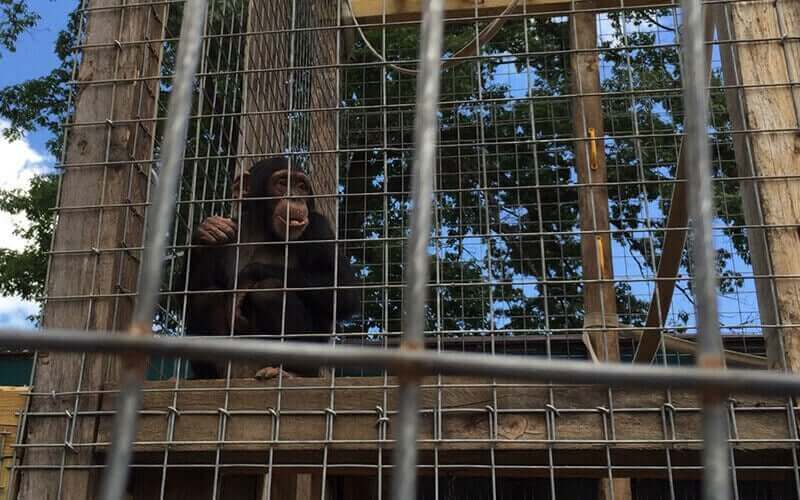 PETA-owned image for the chimpanzees article