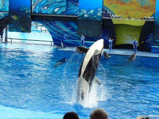 seaworld, orca