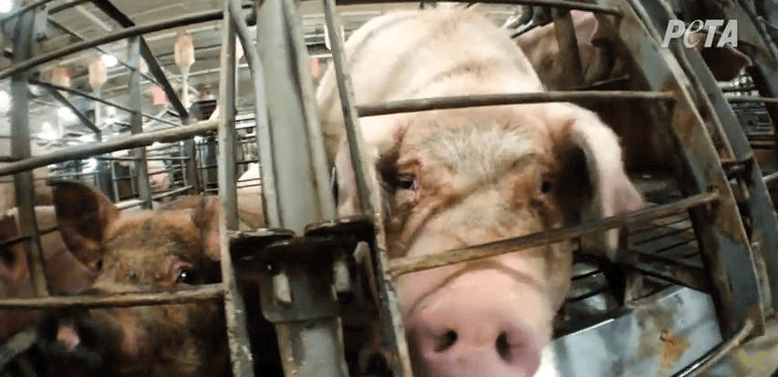 PETA-owned image for the slaughterhouse workers article